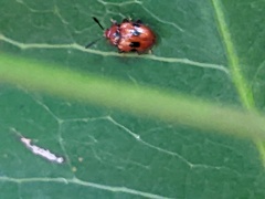 Stenotarsus bimaculipennis