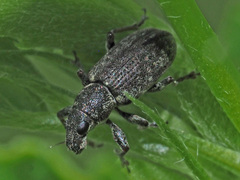Sitona cylindricollis