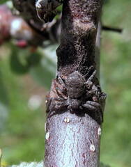 Philodromus margaritatus