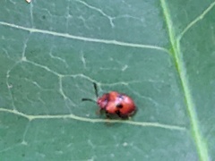 Stenotarsus bimaculipennis