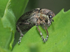 Sitona cylindricollis