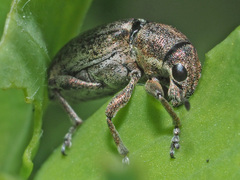 Sitona cylindricollis