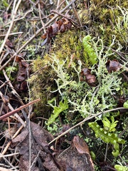 Cladonia scabriuscula