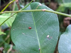 Stenotarsus bimaculipennis