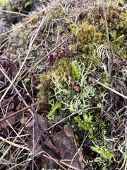 Cladonia scabriuscula