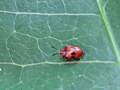 Stenotarsus bimaculipennis