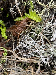 Cladonia scabriuscula