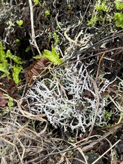 Cladonia scabriuscula