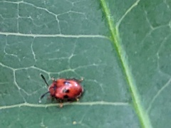 Stenotarsus bimaculipennis