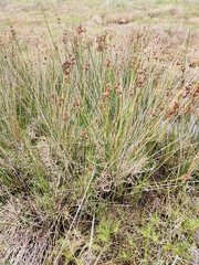 Juncus kraussii