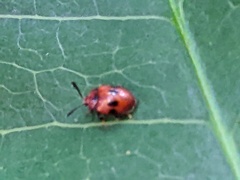 Stenotarsus bimaculipennis