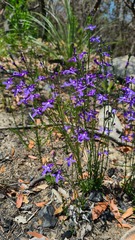 Lobelia dentata