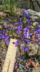 Lobelia dentata