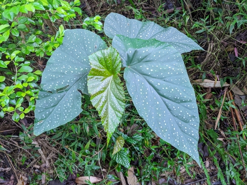 Begonia coccinea observed 2022-12-04