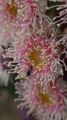 Angophora hispida