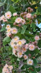 Angophora hispida