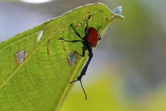 Trachelophorus giraffa