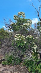 Angophora hispida