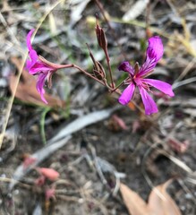Pelargonium rodneyanum