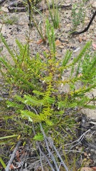 Chloanthes stoechadis