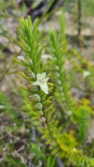 Chloanthes stoechadis