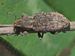 Sitona cylindricollis