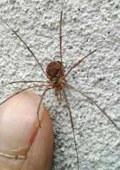Phalangiinae