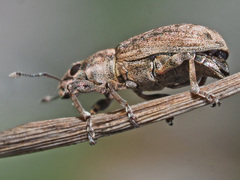 Sitona cylindricollis