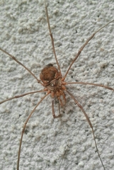 Phalangiinae