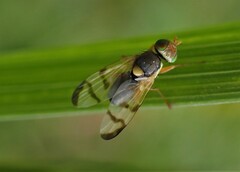 Urophora