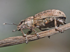 Sitona cylindricollis