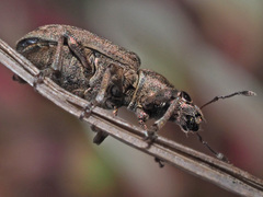 Sitona cylindricollis