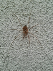Phalangiinae