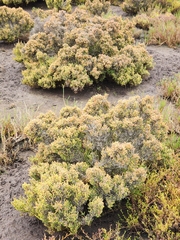 Tecticornia arbuscula