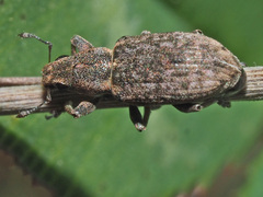 Sitona cylindricollis