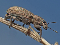 Sitona cylindricollis