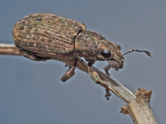 Sitona cylindricollis
