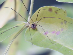 Leuronychus pacificus