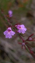 Hemigenia purpurea