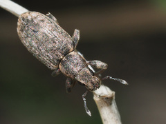 Sitona cylindricollis