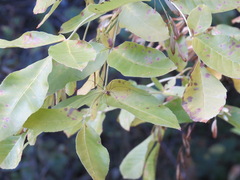 Leuronychus pacificus