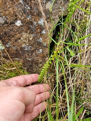Asplenium flabellifolium