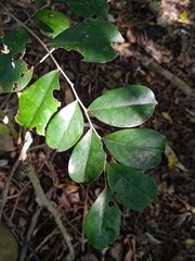 Glochidion rubrum