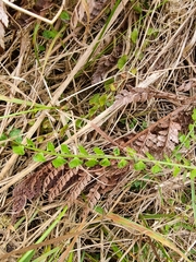 Asplenium flabellifolium