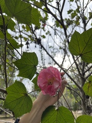 Hibiscus mutabilis