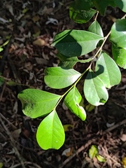 Glochidion rubrum