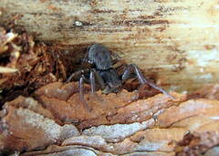 Coriarachne depressa