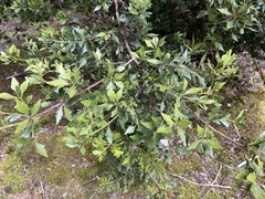 Phyllocladus aspleniifolius