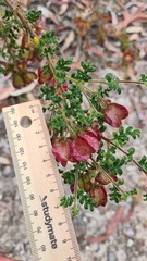 Dodonaea pinnata