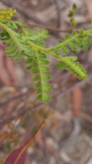 Dodonaea pinnata